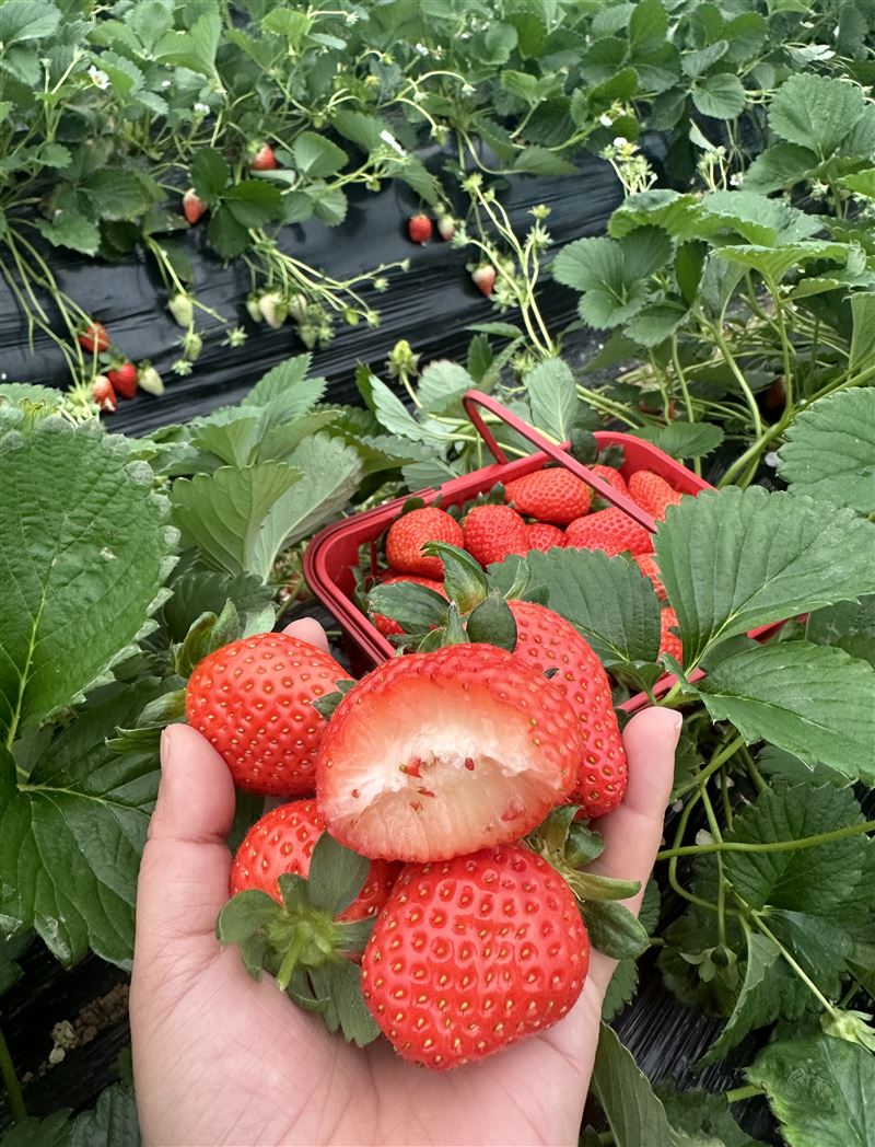 雷家店子草莓采摘园 绿色无公害,多个品种任你摘