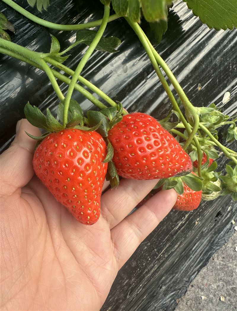 雷家店子草莓采摘园 绿色无公害,多个品种任你摘